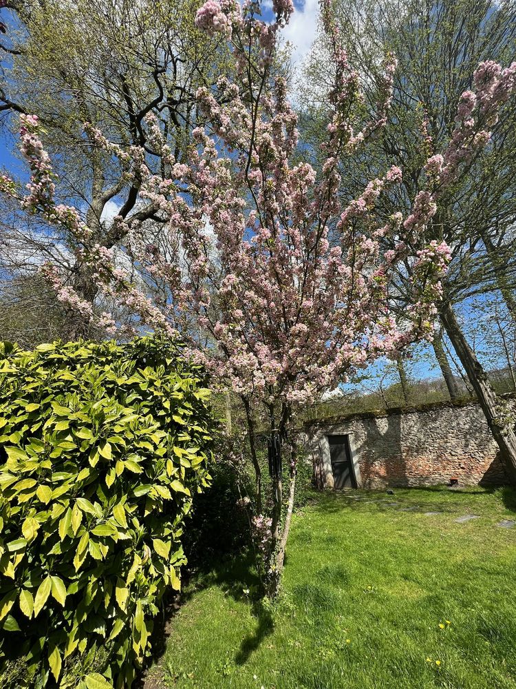 A flowering tree by the garden wall in spring